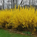 Zlatý dážď (Forsythia intermedia) ´LYNWOOD´ - výška 20-30 cm, kont. C2L